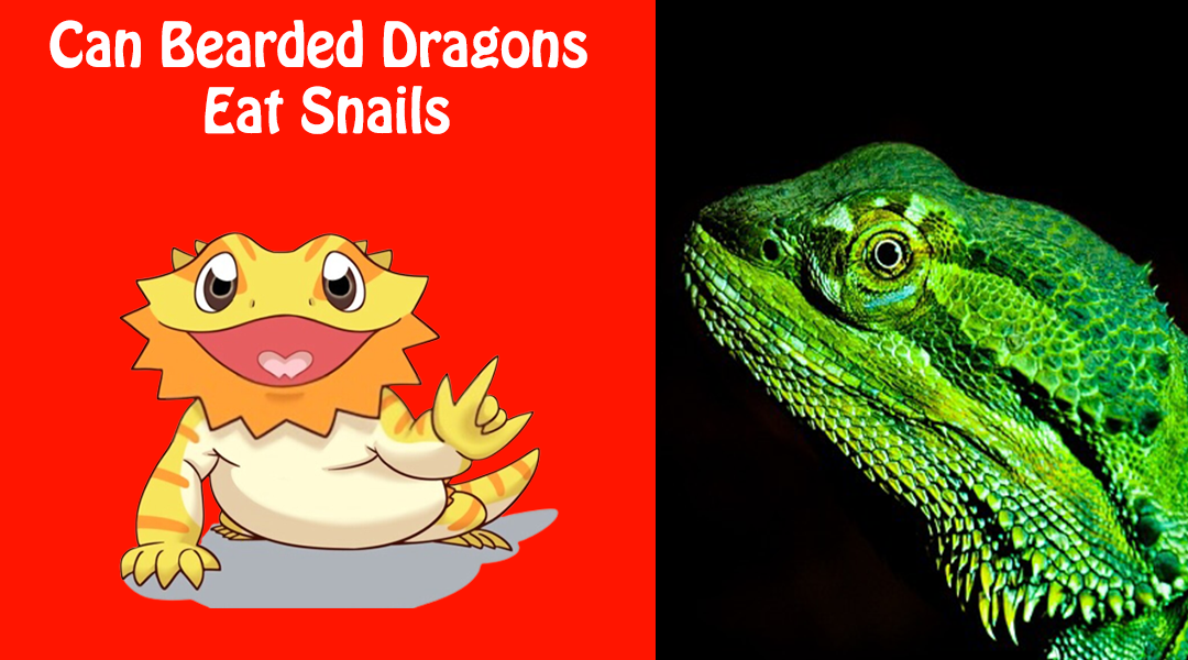 Can Bearded Dragons Eat Snails