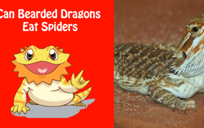 Can Bearded Dragons Eat Spiders