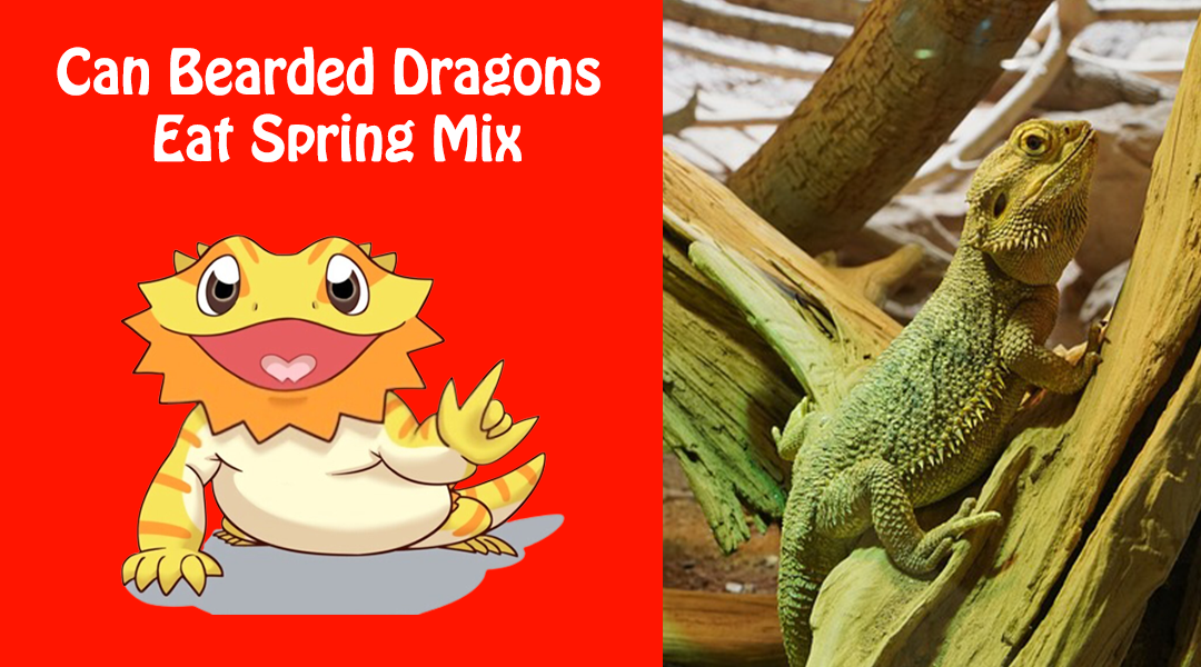 Can Bearded Dragons Eat Spring Mix