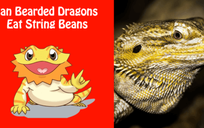 Can Bearded Dragons Eat String Beans