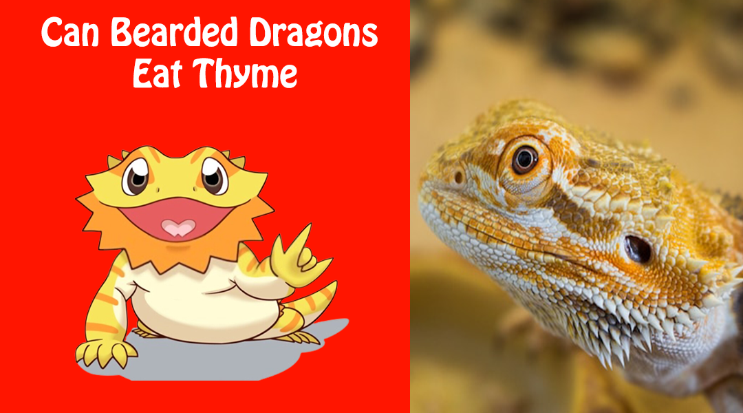 Can Bearded Dragons Eat Thyme
