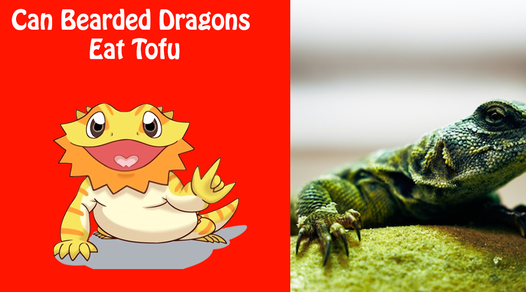 Can Bearded Dragons Eat Tofu