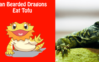 Can Bearded Dragons Eat Tofu