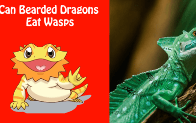 Can Bearded Dragons Eat Wasps