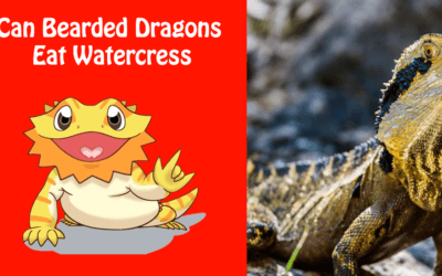 Can Bearded Dragons Eat Watercress