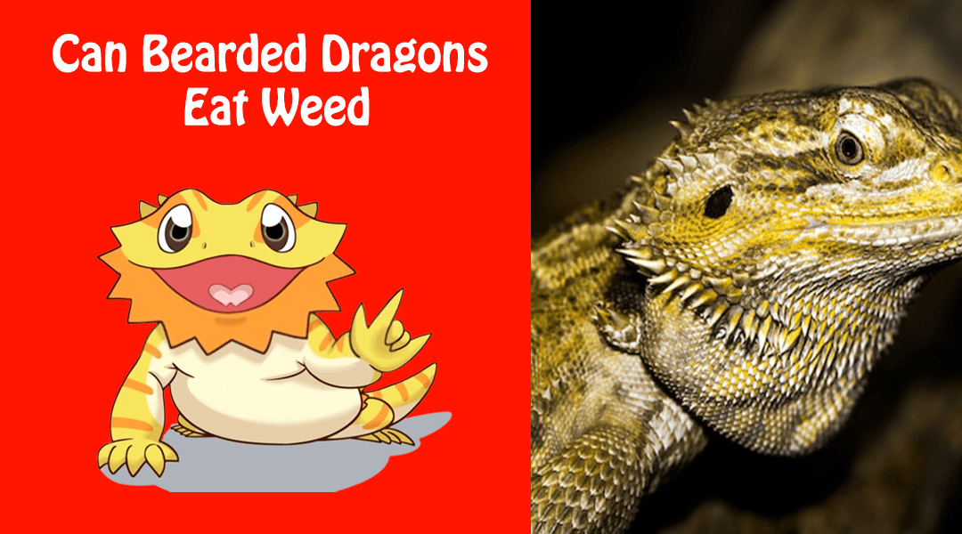 Can Bearded Dragons Eat Weed