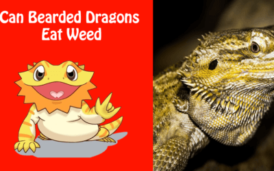 Can Bearded Dragons Eat Weed