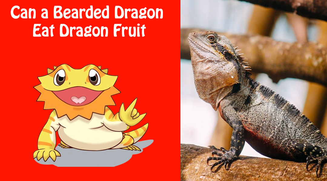 Can a Bearded Dragon Eat Dragon Fruit