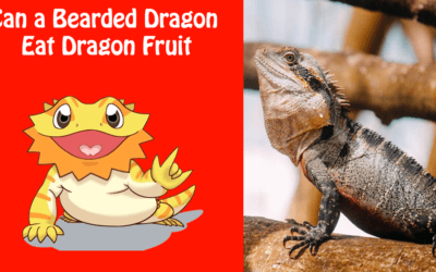 Can a Bearded Dragon Eat Dragon Fruit