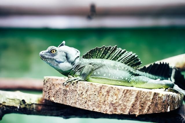 Can Bearded Dragons Eat Tofu