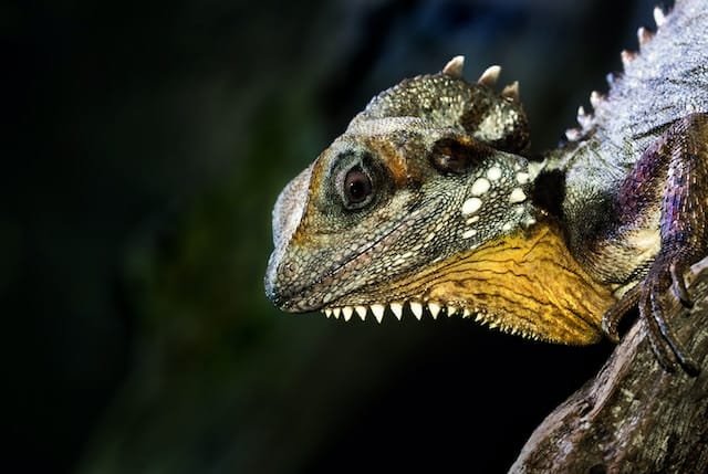 Can Bearded Dragons Eat String Beans