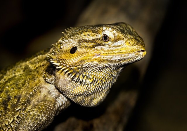 Can Bearded Dragons Eat Weed