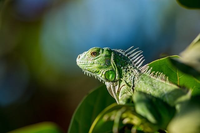 Can Bearded Dragons Eat Figs