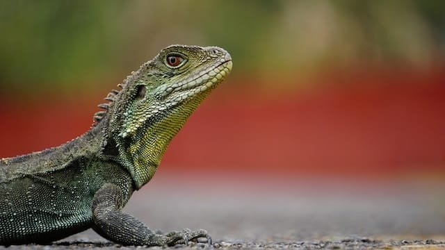 Can Bearded Dragons Eat Dragonflies
