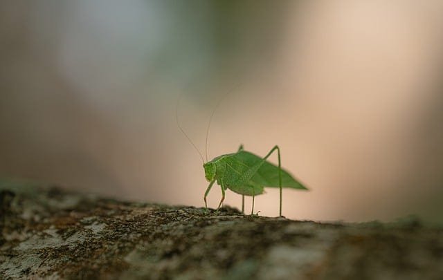 Can Bearded Dragons Eat Katydids