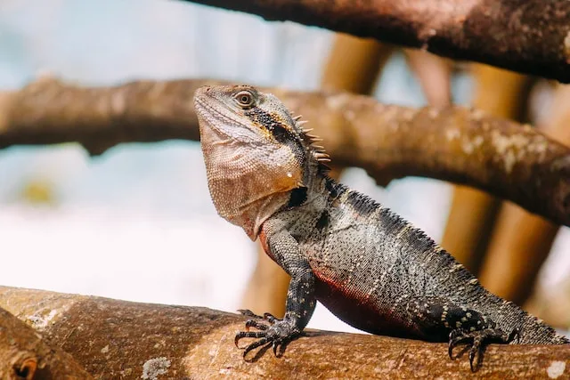 Can Bearded Dragons Eat Cilantro
