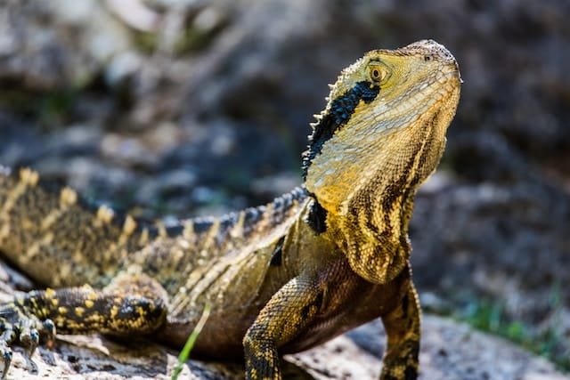 Can Bearded Dragons Eat Watercress