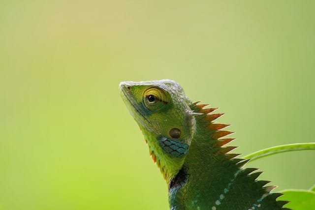 Can Bearded Dragons Eat Figs