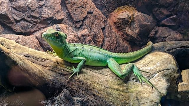 Can Bearded Dragons Eat Cactus