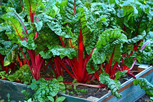 Can Bearded Dragons Eat Swiss Chard