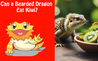 Can a Bearded Dragon Eat Kiwi?