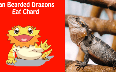 Can Bearded Dragons Eat Chard
