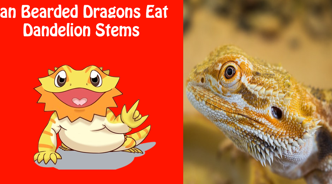 Can Bearded Dragons Eat Dandelion Stems