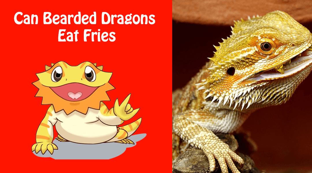 Can Bearded Dragons Eat Fries