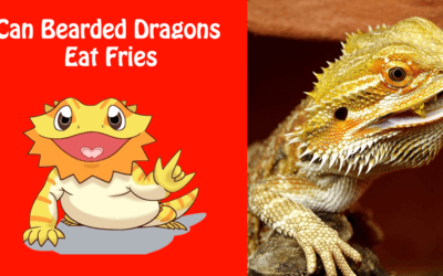 Can Bearded Dragons Eat Fries