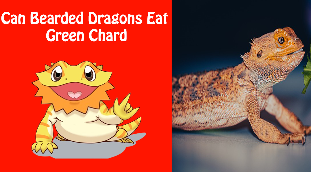 Can Bearded Dragons Eat Green Chard