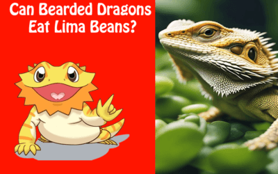 Can Bearded Dragons Eat Lima Beans?