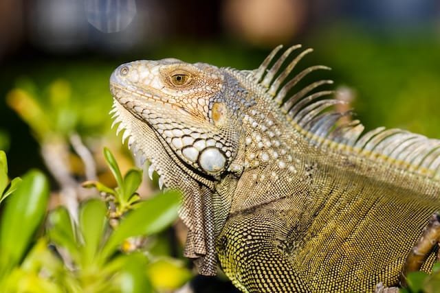 Can Bearded Dragons Eat Chard
