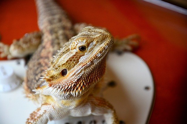 Can Bearded Dragons Eat Grubs