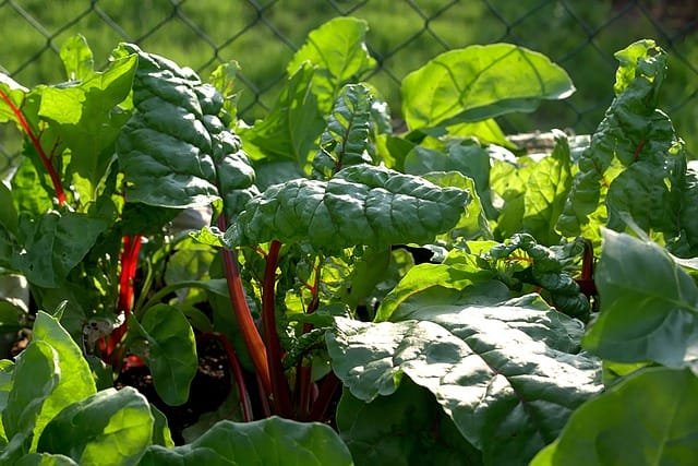 Can Bearded Dragons Eat Chard