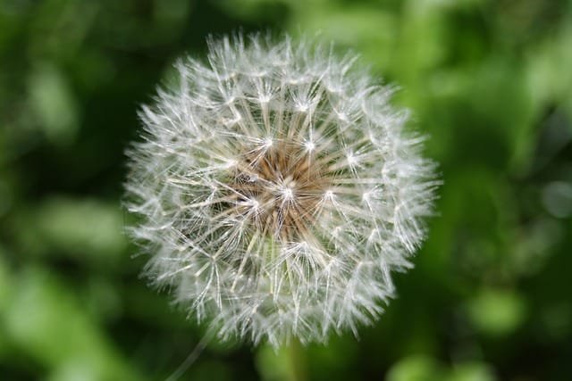 Can Bearded Dragons Eat Dandelion Stems