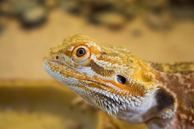 Can Bearded Dragons Eat Dandelion Stems
