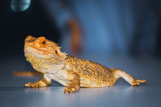 Can Bearded Dragons Eat Fries
