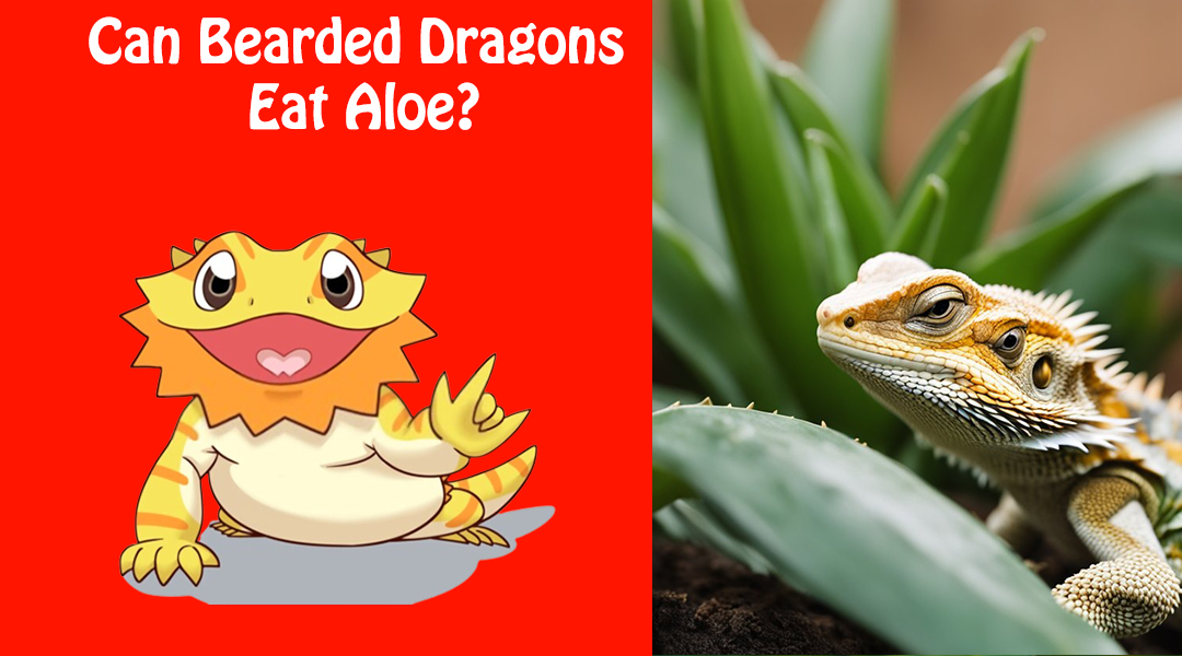 Can Bearded Dragons Eat Aloe?