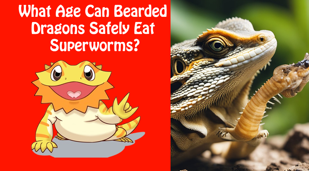 What Age Can Bearded Dragons Safely Eat Superworms?