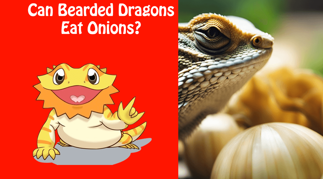 Can Bearded Dragons Eat Onions?