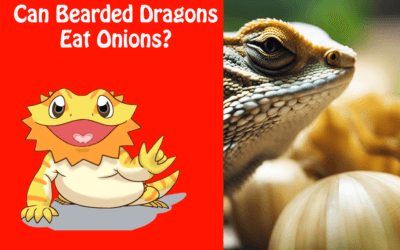 Can Bearded Dragons Eat Onions?