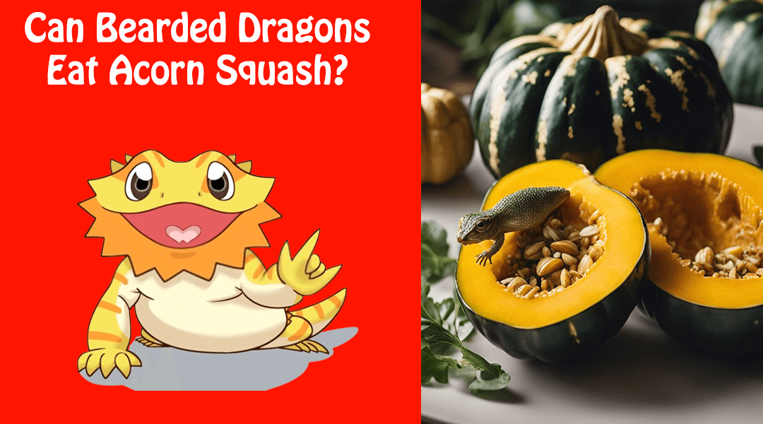 Can Bearded Dragons Eat Acorn Squash?