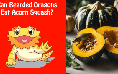 Can Bearded Dragons Eat Acorn Squash?