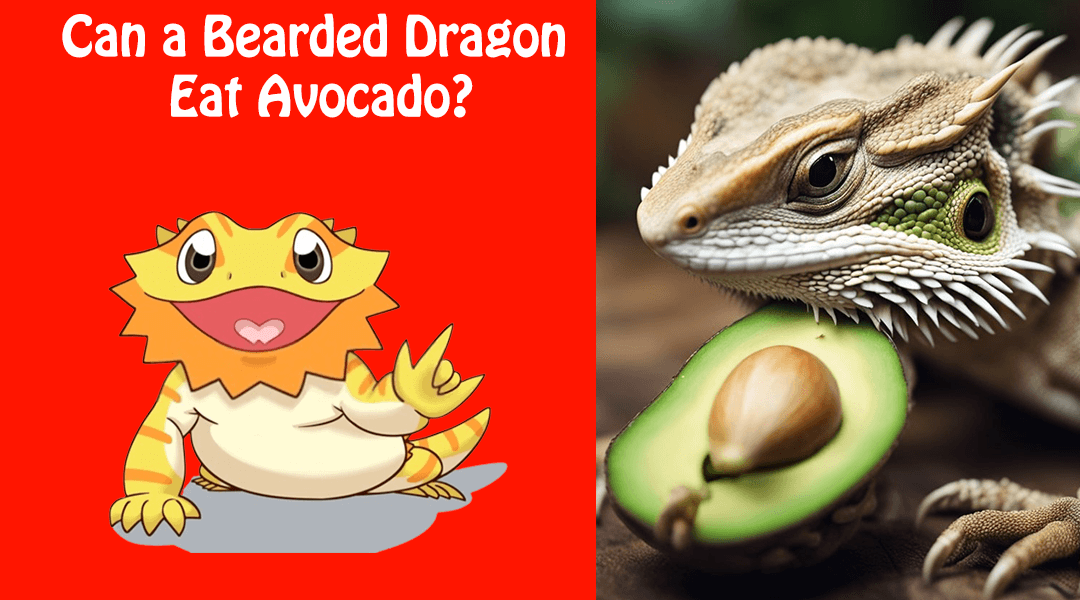 Can a Bearded Dragon Eat Avocado?
