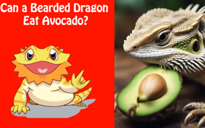 Can a Bearded Dragon Eat Avocado?