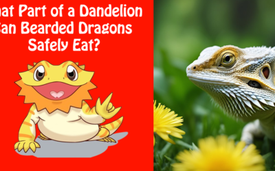 What Part of a Dandelion Can Bearded Dragons Eat?