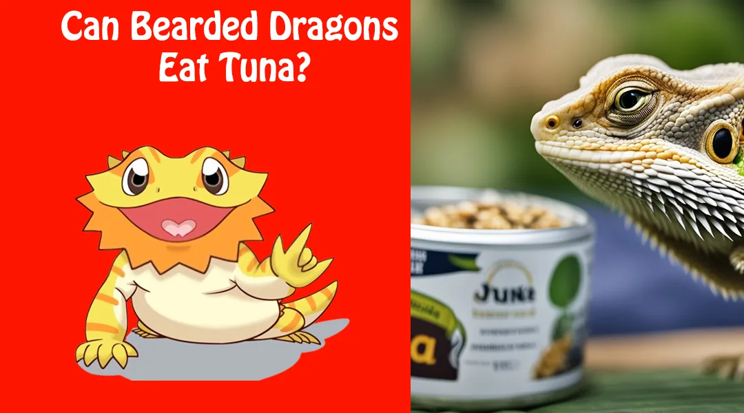 Can Bearded Dragons Eat Tuna