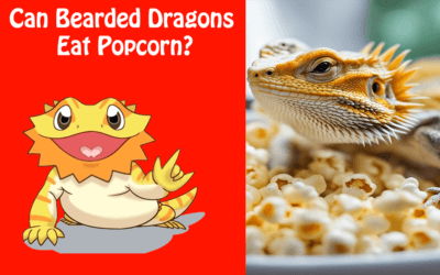 Can Bearded Dragons Eat Popcorn?