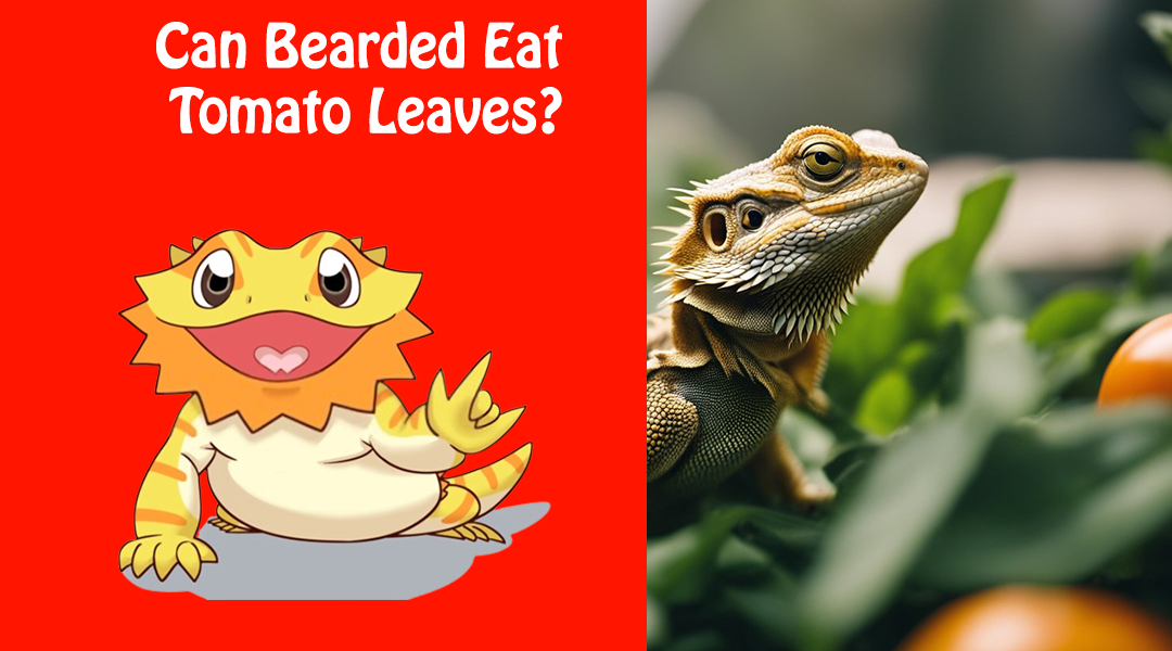 Can Bearded Dragons Eat Tomato Leaves?