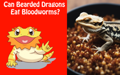 Can Bearded Dragons Eat Bloodworms?